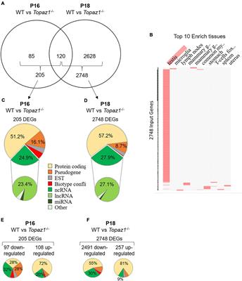 Structural and Functional Characterization of a Testicular Long Non-coding RNA (4930463O16Rik) Identified in the Meiotic Arrest of the Mouse Topaz1–/– Testes